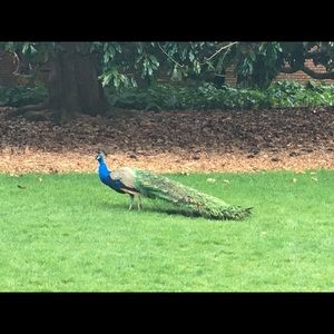 Meet your Posher, Monique